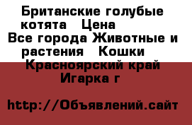 Британские голубые котята › Цена ­ 5 000 - Все города Животные и растения » Кошки   . Красноярский край,Игарка г.